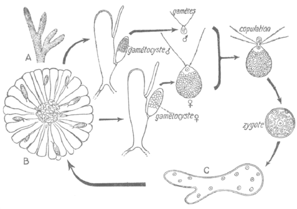 Algues – Les Thallophytes – Biologie Végétale - F2School