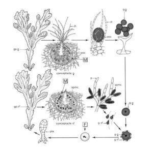 Algues – Les Thallophytes – Biologie Végétale - F2School