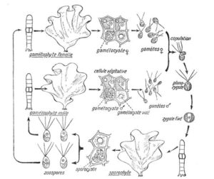 Algues – Les Thallophytes – Biologie Végétale - F2School